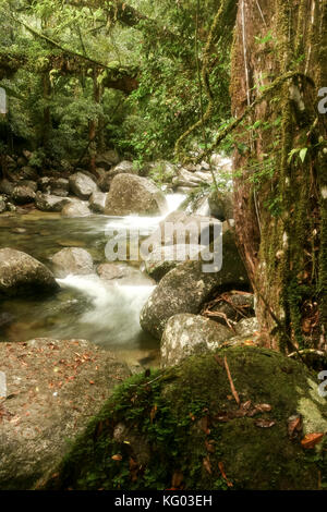 Vordergrund rock und felsigen Strom fließt durch die Schlucht in den Daintree Nationalpark Regenwald gelegen, North Queensland, Australien Stockfoto