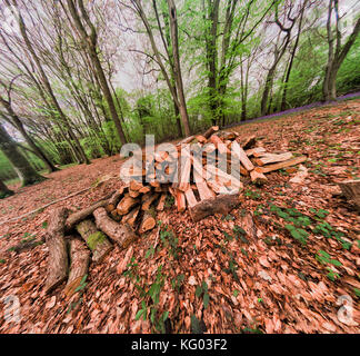 Woodpile für Kohle-Produktion in Bluebell Holz, Wakehurst, Surrey, England Stockfoto