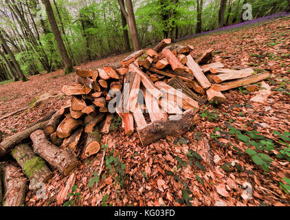 Woodpile für Kohle-Produktion in Bluebell Holz, Wakehurst, Surrey, England Stockfoto