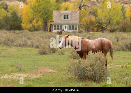 Peaceful Valley Ranch mit Wild Horse, Theodore Roosevelt National Park-South Einheit, North Dakota Stockfoto