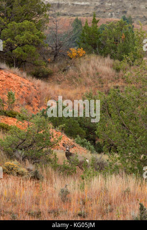 Rotwild, Theodore Roosevelt National Park-North Einheit, North Dakota Stockfoto