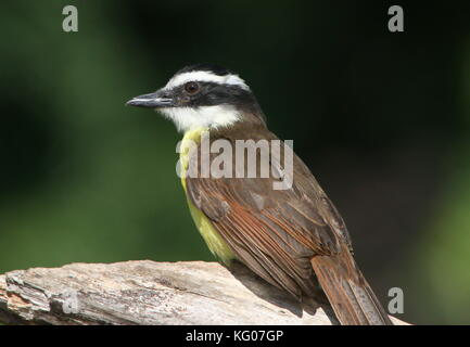 Südamerikanische große Kiskadee (Pitangus sulfuratus) hocken. Stockfoto