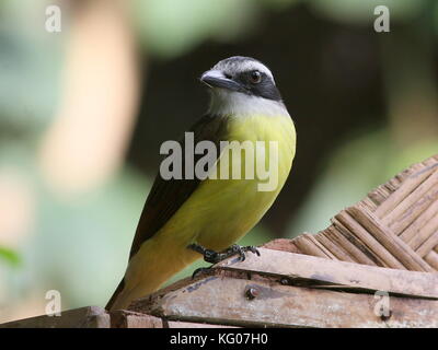 Südamerikanische große Kiskadee (Pitangus sulfuratus) hocken. Stockfoto