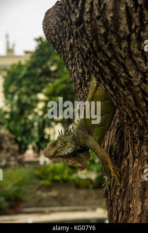 SÜDAMERIKA ECUADOR GUAYAQUILL Provinz Guayas die Perle des Pazifiks Stockfoto