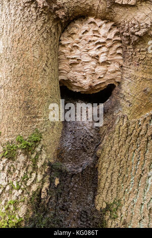 Europäische Hornissen (Vespa crabro) Nest in. großen Wespen in der Familie vespidae um Nest im Baum, in Wiltshire, Großbritannien Stockfoto