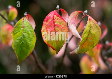 Blätter im Herbst von cornus florida 'Rainbow'. blühende Hartriegel in der Familie Cornaceae mit herbstlichen Rot, Gelb und Grün im Oktober Vorschüsse Stockfoto