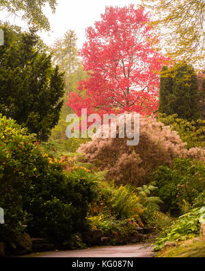 Herbstfarben in Badewanne Botanic Gardens portrait. Bäume und Büsche, die herbstliche Farben Rot, Gelb und Grün im Oktober Vorschüsse in England Stockfoto