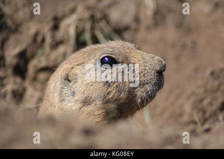 Praire Hund (Cynomys) schließen sich an Profil Portrait, Devils Tower, South Dakota, USA. Stockfoto