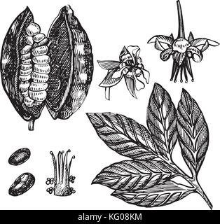 Set Kakaobohnen Vector Illustration. graviert Stil Abbildung. skizziert Hand gezeichnet Kakaobohnen, Baum, Blätter und Zweige. Stock Vektor