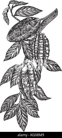 Schokolade Kakaobohnen Vector Illustration. graviert Stil Abbildung. skizziert Hand gezeichnet Kakaobohnen, Baum, Blätter und Zweige. Stock Vektor