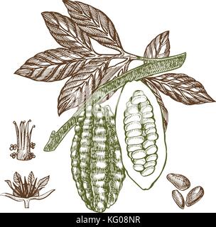 Schokolade Kakaobohnen Vector Illustration. graviert Stil Abbildung. skizziert Hand gezeichnet Kakaobohnen, Baum, Blätter und Zweige. Stock Vektor