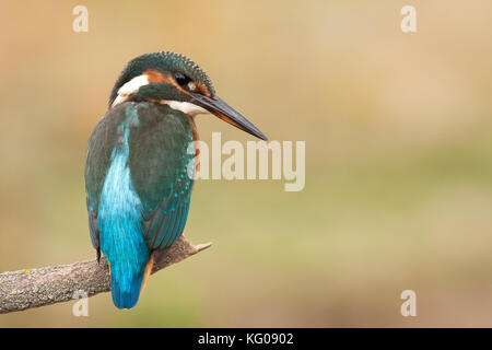 Eisvogel Stockfoto