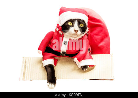 Santa Katze in der Kiste mit großen Geschenk Tüte auf weißem Hintergrund mit Freistellungspfad isoliert. lustige Aufnahme der Katze in chistmas Urlaub auf Dezember, winter Stockfoto