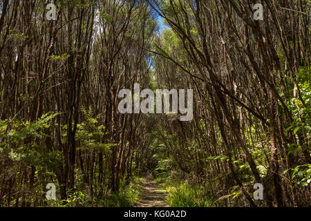 Auf der Spur parau in Aucklands Waitakere Ranges, Neuseeland Stockfoto