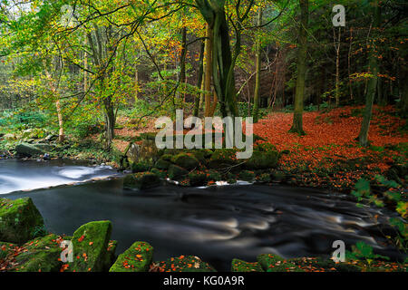 River Washburn im Herbst, der die Kupferfarbe der Buchenbäume am Ufer zeigt, wurde das Bild auf der Spitze des Wehrs aufgenommen. Stockfoto