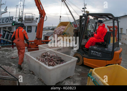 Die Fischer sind sehr beschäftigt im frühen Frühjahr, wenn die Fischerei ist reich um Halbinsel Lofoten, Norwegen Stockfoto