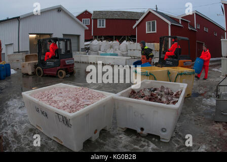 Die Fischer sind sehr beschäftigt im frühen Frühjahr, wenn die Fischerei ist reich um Halbinsel Lofoten, Norwegen Stockfoto