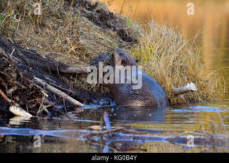 Ein erwachsener Biber „Castor canadensis“, der aus dem Wasser kommt und den Schlamm von außen aus seiner Hütte aufschlammt, um ein Loch im Dach zu flicken Stockfoto