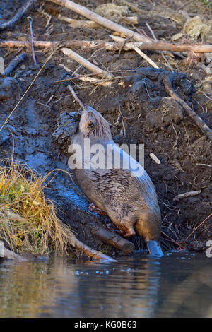 Eine vertikale Bild eines erwachsenen Biber "Castor canadensis', aus dem Wasser, Schlamm, die außerhalb seiner Lodge ein Loch in das Dach zu kommen. Stockfoto