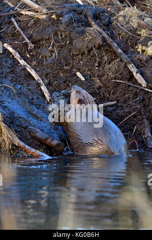 Eine vertikale Bild eines erwachsenen Biber "Castor canadensis', aus dem Wasser, Schlamm, die außerhalb seiner Lodge ein Loch in das Dach zu kommen. Stockfoto