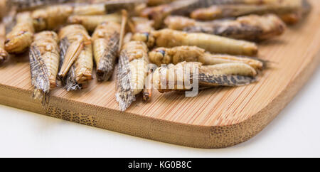 Getrocknete Heuschrecken an Bord in Küche. Essbare Insekten als Lebensmittel mit Eiweiß und Ernährung. Stockfoto