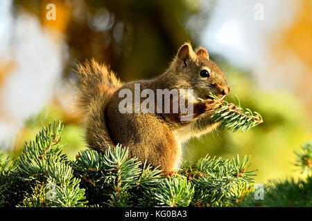 Ein rotes Eichhörnchen Tamiasciurus hudsonicus, sitzen auf einem Spruce Tree Branch, den Verzehr von frischem grünen Nadeln in ländlichen Alberta Kanada Fichte. Stockfoto