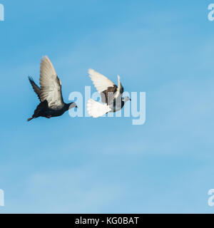 Ein Schuß von zwei verwilderte Tauben durch einen blauen Himmel fliegen. Stockfoto
