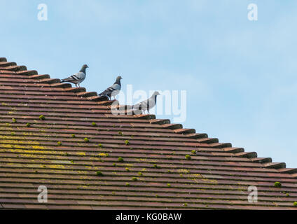 Ein Trio von Tauben sitzen auf dem Dach eines Hauses. Stockfoto