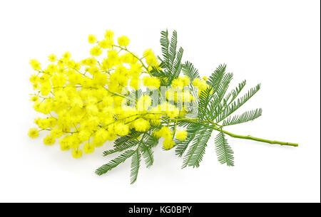 Flechtblume oder Mimosazweig, Symbol des internationalen Frauentages am 8. märz, auf weißem Hintergrund Stockfoto