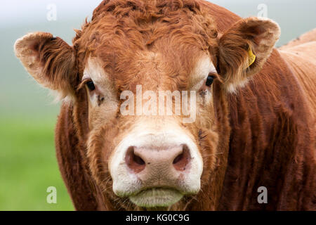 Leistungsstarke South Devon stier Nahaufnahme von muskulösen Hals und Kopf Stockfoto