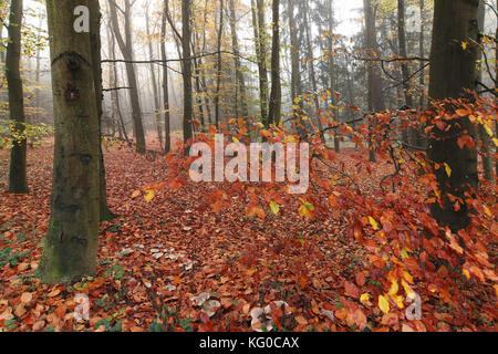 Buche Wald im Herbst Stockfoto