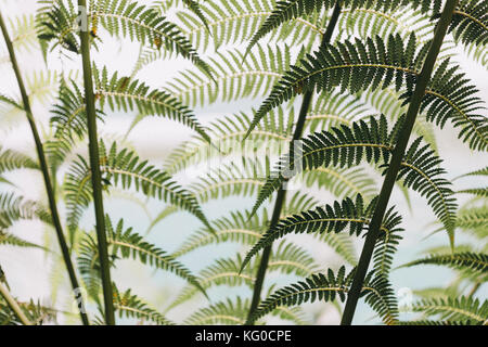 Farne im Gegenlicht, München, Bayern, Deutschland. Stockfoto