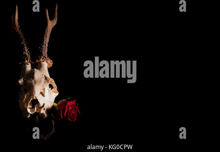 Deer Skull & rose Stockfoto