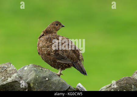 Moorschneehuhn (Lagopus lagopus), stand auf einem trockenmauern Wand im Yorkshire Dale, England, UK. Sauber, grünen Hintergrund. Landschaft. Stockfoto
