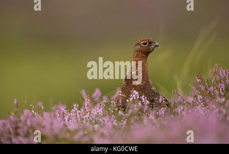 Red Grouse in Pink Heather auf Yorkshire Grouse Moor, Großbritannien Stockfoto