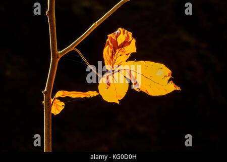 Sonnenbeschienene bunte Blätter einer Buche Baum im Herbst Stockfoto