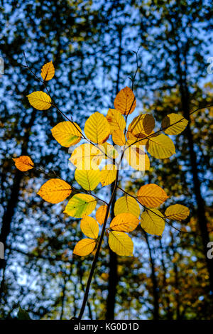 Sonnenbeschienene Bunte Blätter Buche Bäume in einem Wald im Herbst Stockfoto