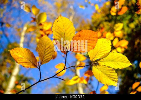 Sonnenbeschienene Bunte Blätter Buche Bäume in einem Wald im Herbst Stockfoto