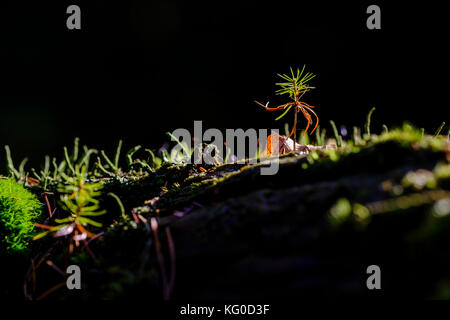 Der Sonnenbeschienenen kleiner Sämling von einer Kiefer wächst Stockfoto