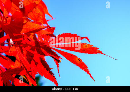 Rote Blätter eines yapanese Ahorn Baum im Herbst Stockfoto