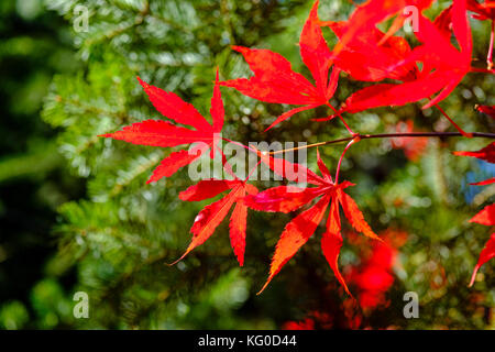 Rote Blätter eines yapanese Ahorn Baum im Herbst Stockfoto