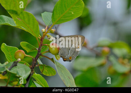 Lila Haarsträhne Schmetterling 'Neozephyrus quercus' auf Alder Sanddorn bei Alner's Gorse in Dorset.gefunden auf Eichen.fliegt im Juli und August Stockfoto