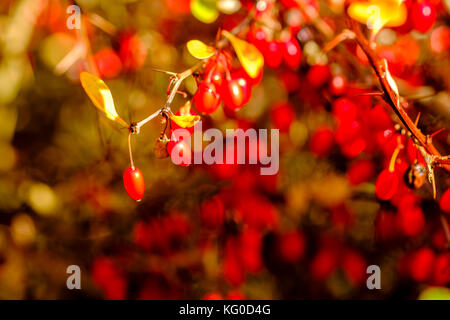 Berberitze (Berberis vulgaris) Bush mit roten Beeren bedeckt Stockfoto