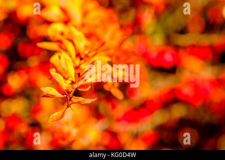 Berberitze (Berberis vulgaris) Bush mit roten Beeren bedeckt Stockfoto