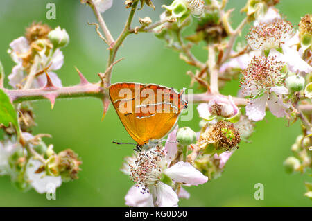 Braune Haarsträhne Schmetterling 'Thecla betulae'. Weibchen auf Blackberry Blüte. Hecken mit reichlicher Schwarzdorn. Fliegt August und September.Dorset, UK Stockfoto