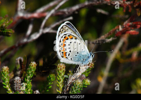 Silber-übersäte blaue Buttterfly, 'Plebeius argus'. Männlich, Tiefland-Heide, Heidekraut im New Forest. Hampshire. VEREINIGTES KÖNIGREICH. Stockfoto