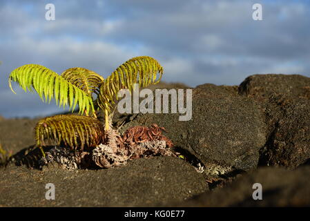 Hawaii Stockfoto