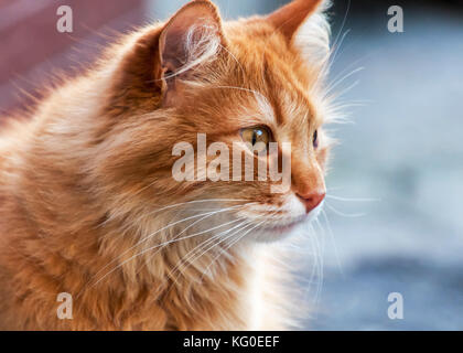 Porträt einer rote Katze, die aussieht, in der Nähe Stockfoto