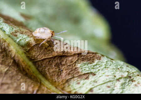 Nahaufnahme eines kleinen Spider mite auf eine sterbende Blatt Stockfoto