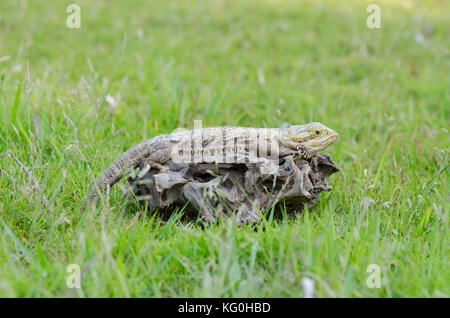 Bartagamen Eidechse ruht auf dem Holz Stockfoto
